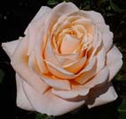 unknow artist Realistic Pink Orange Rose